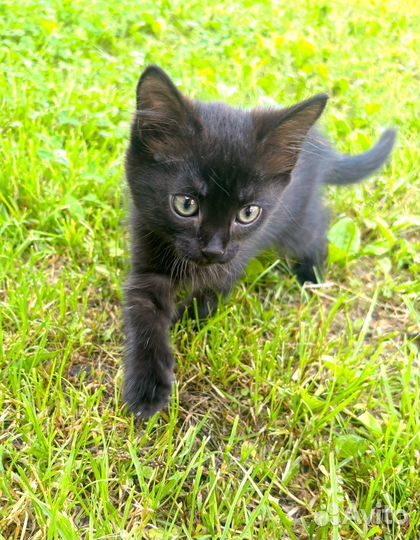 Отдам в добрые руки котенка