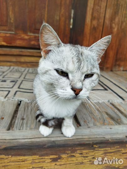 Котик в добрые руки