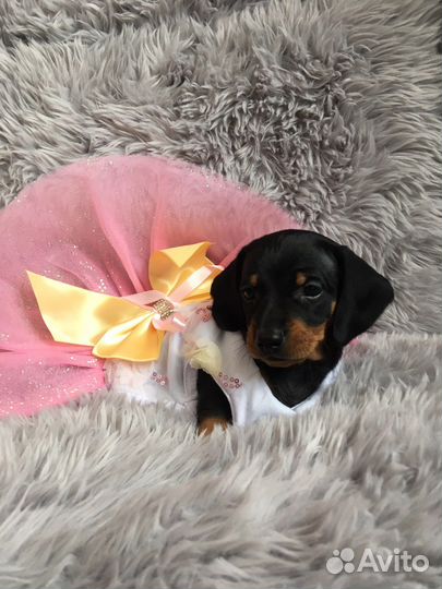 Щенок таксы mini девочка клубная