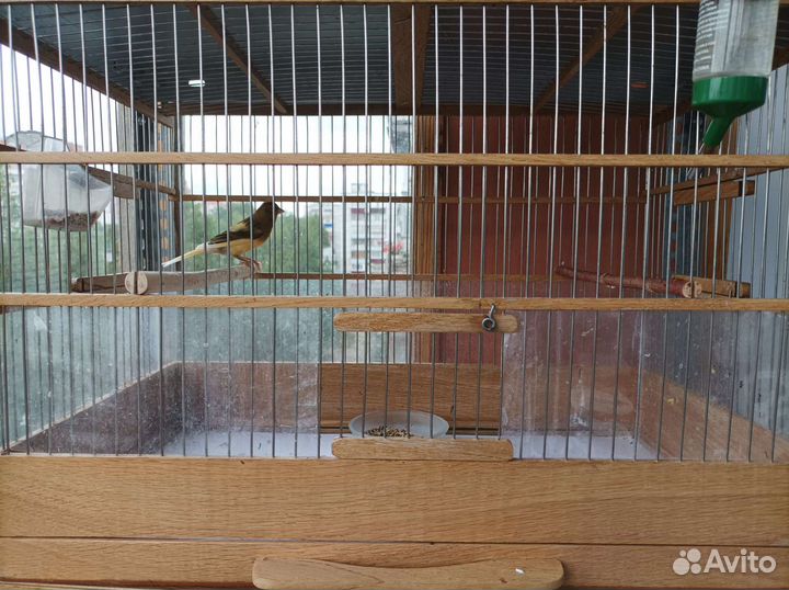 Певчий кенар