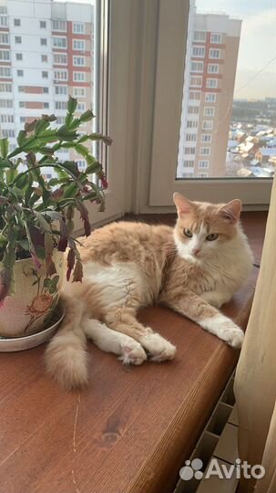 Котик в добрые руки