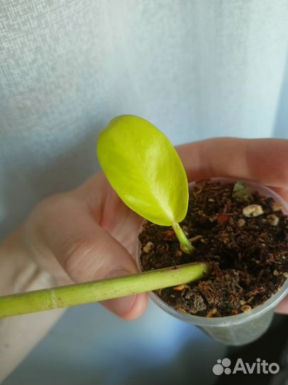 Филодендрон малый голд