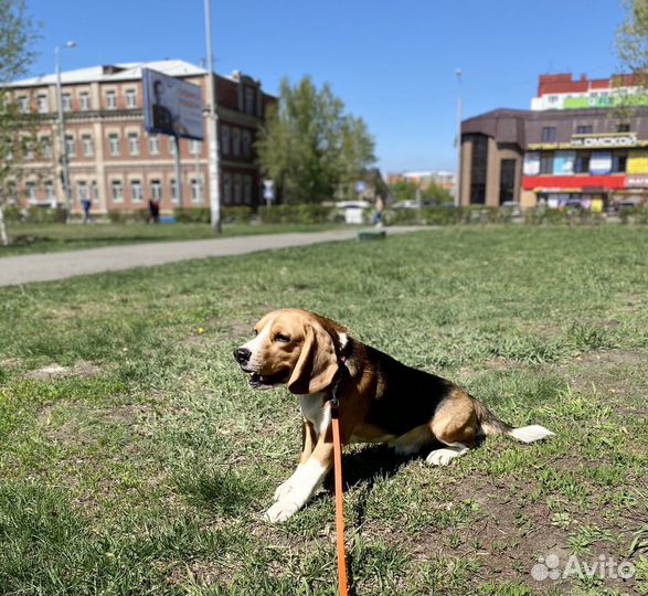 Бигль вязка