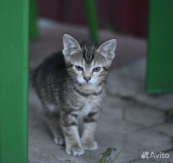 Котенок мрамор в добрые руки