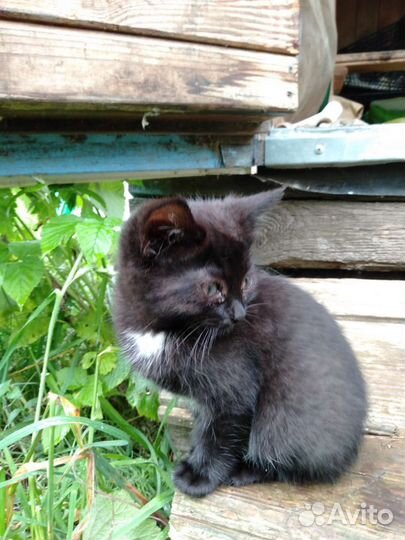 Кошка в дар бесплатно