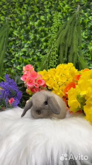 Карликовые кролики декоративные Мск