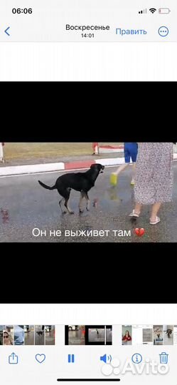 Собака в добрые руки