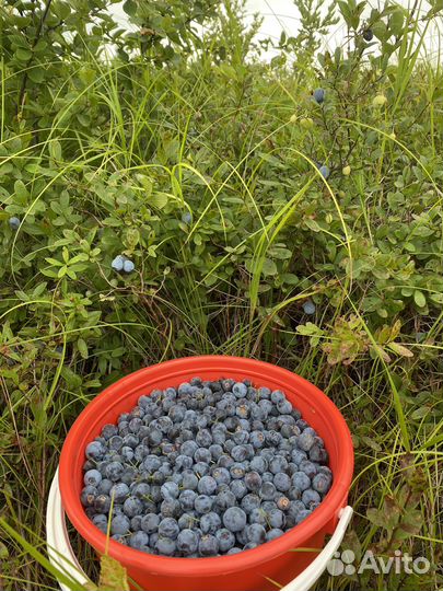 Голубица ягоды