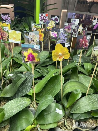 Растения на выставке цветов 18-19 мая