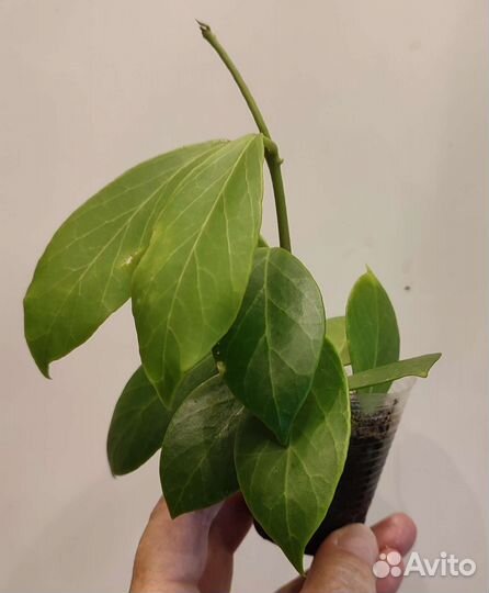 Разные комнатные цветы 3