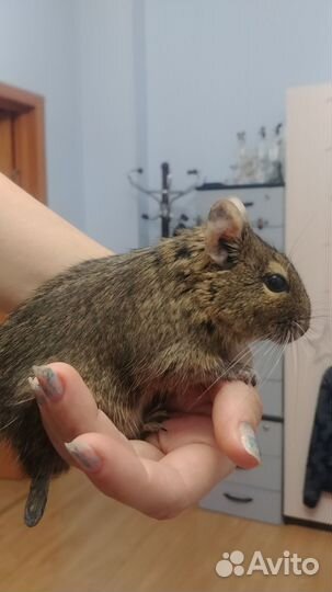Дегу мальчик
