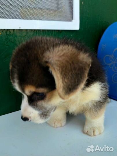 Вельш корги пемброк мальчик триколор с хвостом