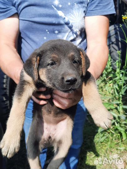 Щенки в добрые руки