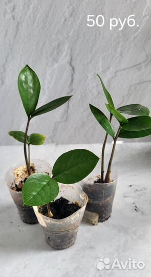 Комнатные растения