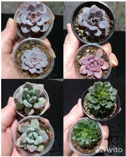 Суккуленты