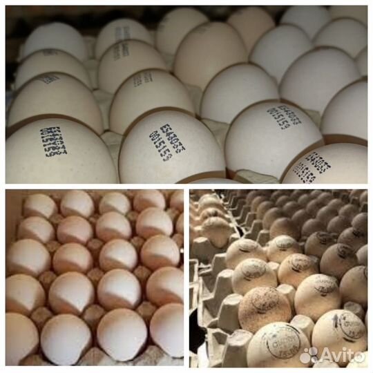 Инкубационное яйцо бройлер Арбор и несушка