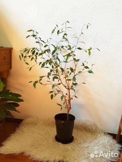 Диффенбахия(130 см), фикус (105 см)