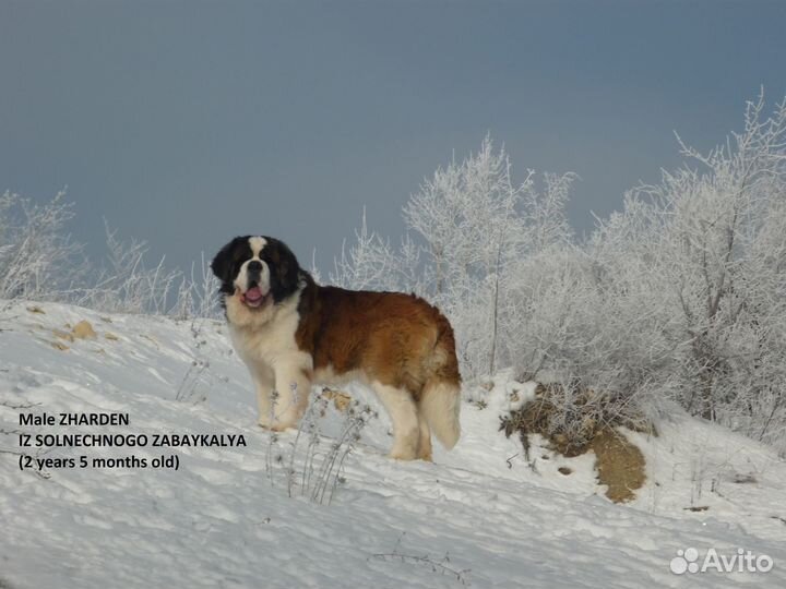 Кобель сенбернара на вязку