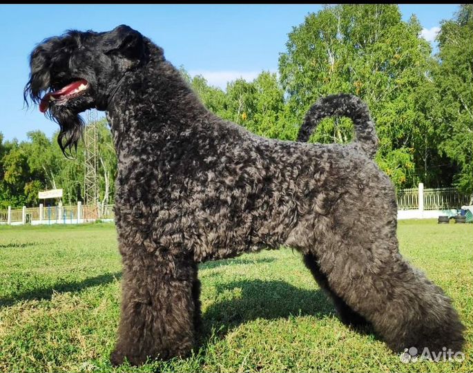 Керри блю терьер