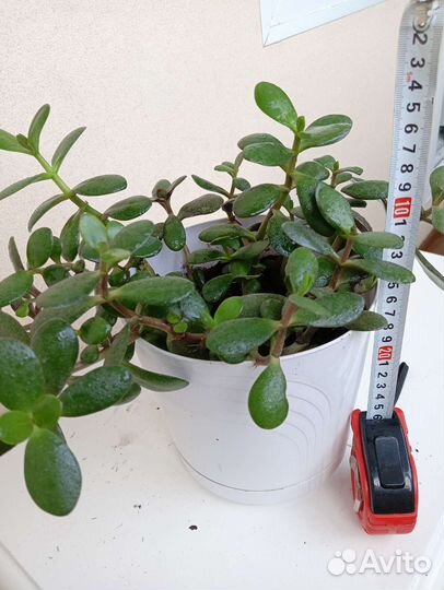 Крассула толстянка денежное