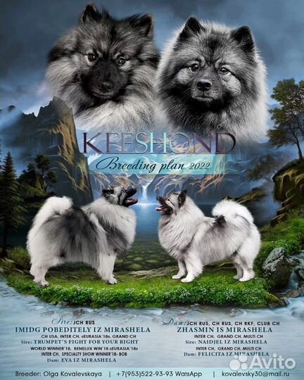 Щенки кеесхонда