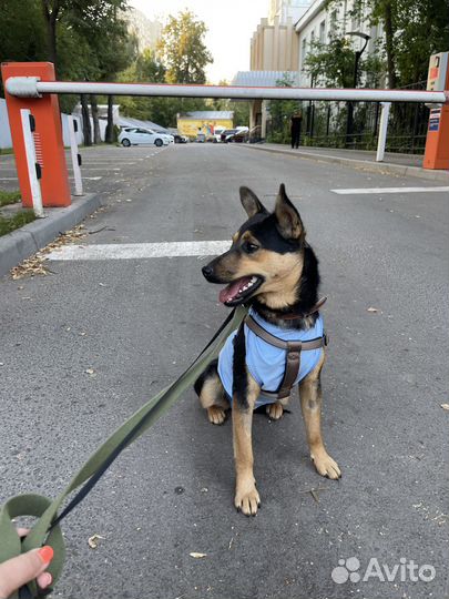 Собака (девочка) в добрые руки