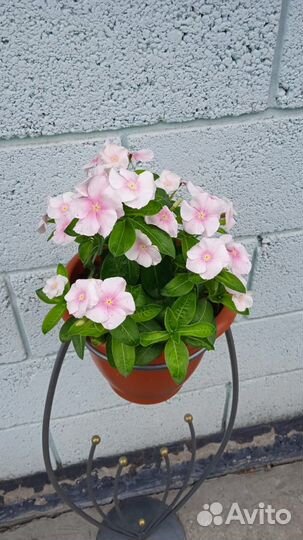 Катарантус розовый