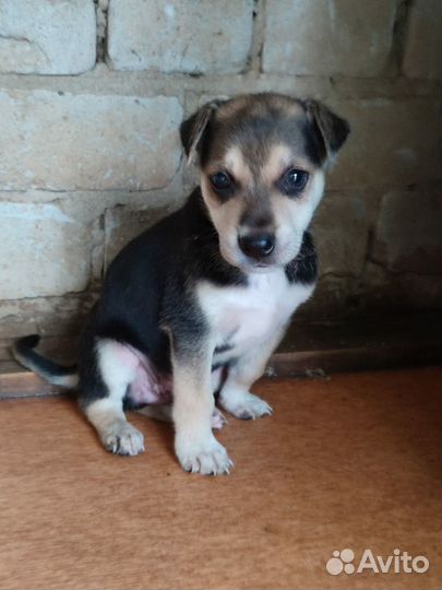 Малыш ищет дом