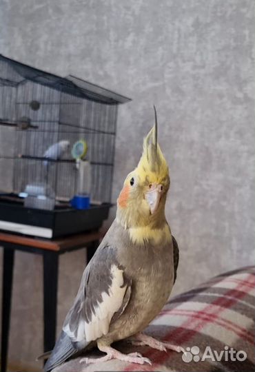 Передержка птиц и грызунов