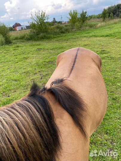 Башкирская кобыла