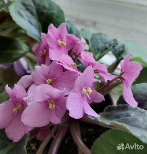 Фиалка Optimara Michigan