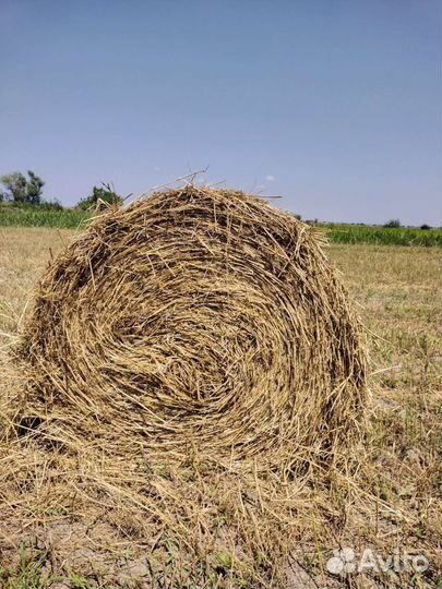 Сено,просо