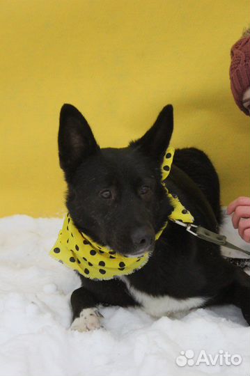 Собака по котчке Лучик ищет дом