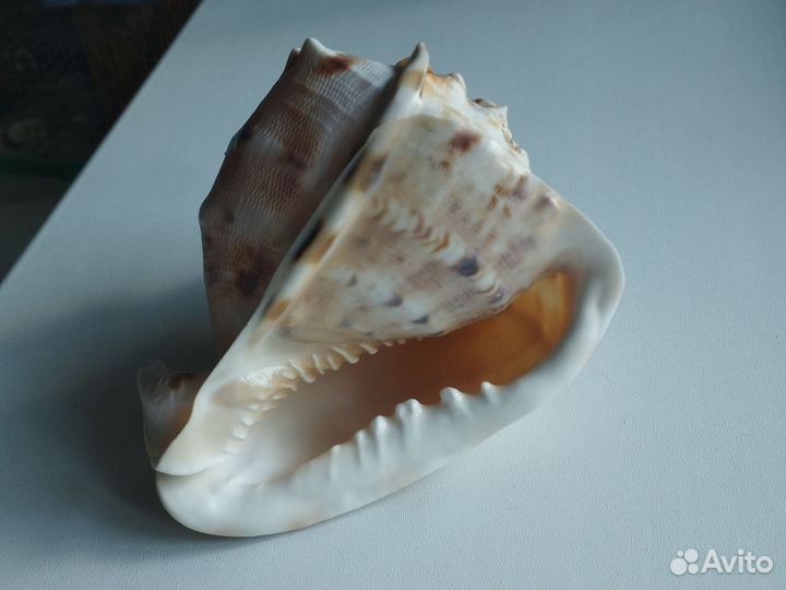 Большая морская ракушка раковины