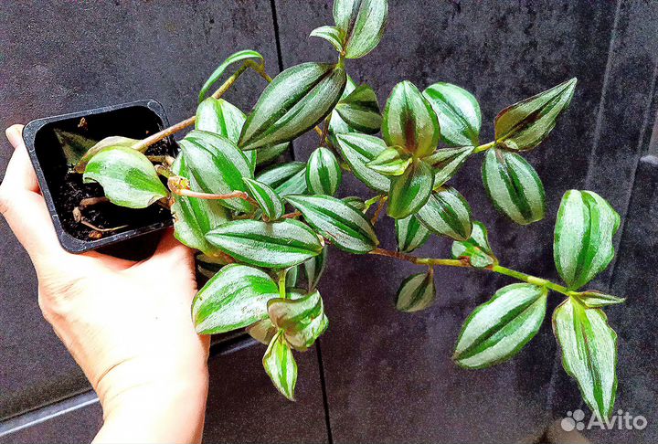 Традесканции 9сортов(одна цена на всё) с фото