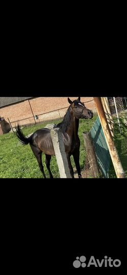 Лошадь Жеребец