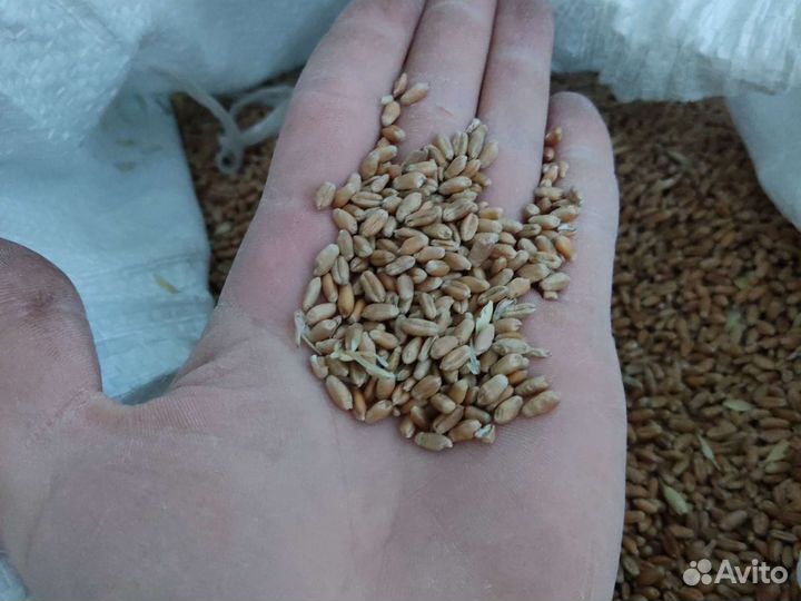 Пшеница, кукуруза, комбикорм