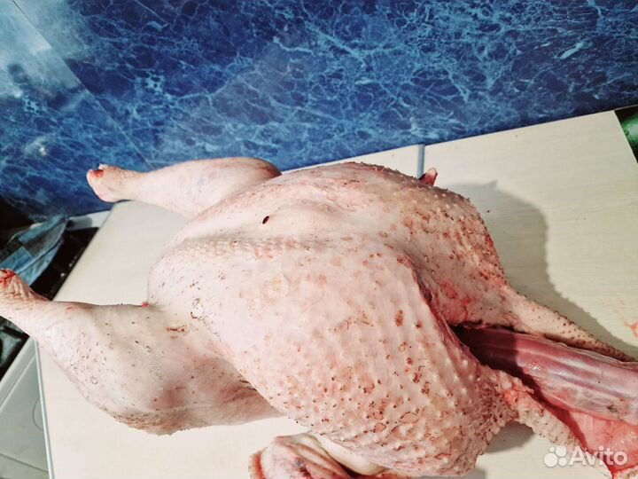 Мясо индоутки