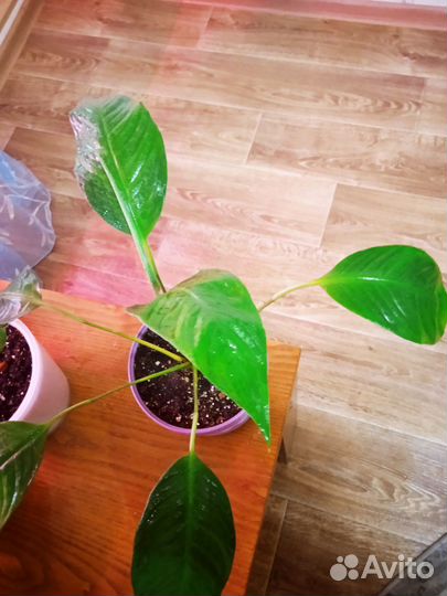 Комнатные растения цветы