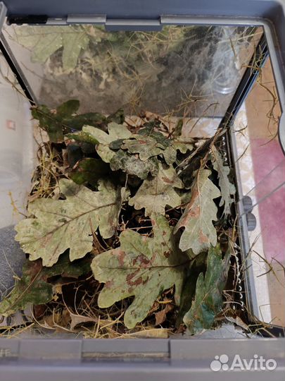 Аннамские палочники