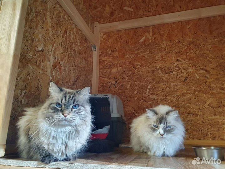 Зоогостиница 