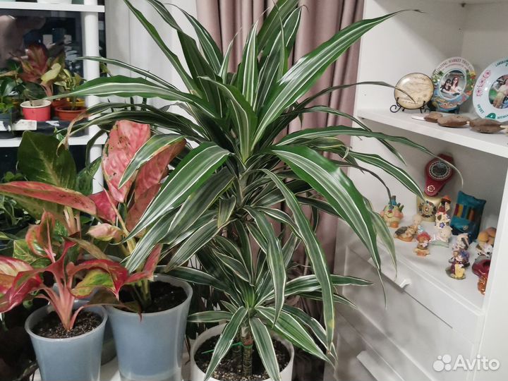 Фикус, драцена, денежное дерево