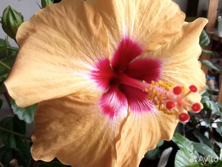 Гибискусы 15 видов