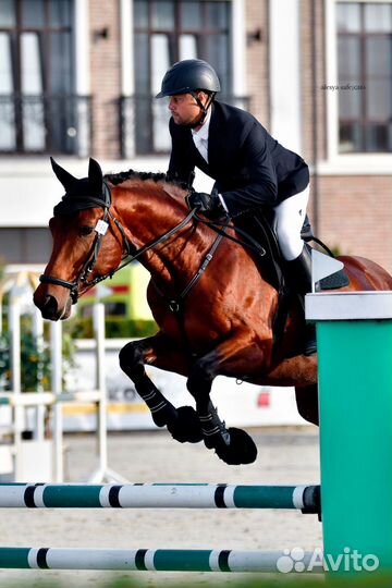 Ахалтекиненская кобыла и полукровный жеребец