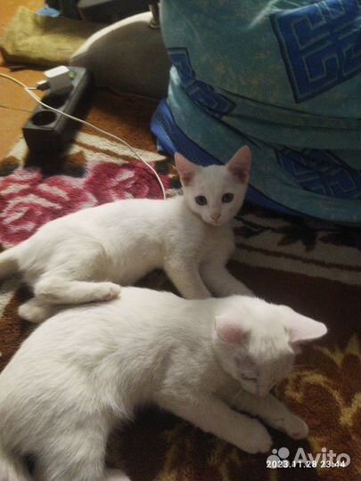 Котята отдам даром