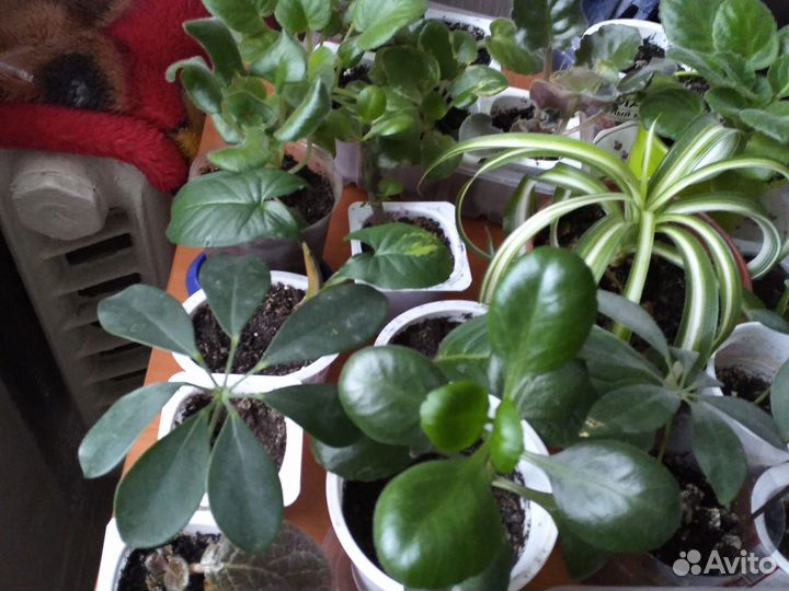 Комнатные растения