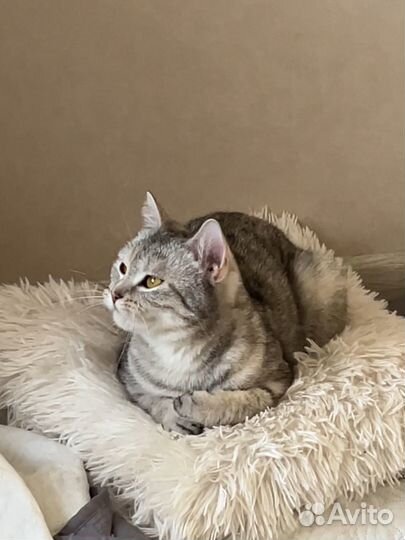 Кошка в дар