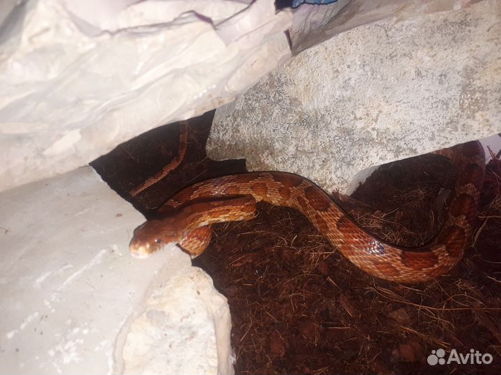 Маисовый полоз