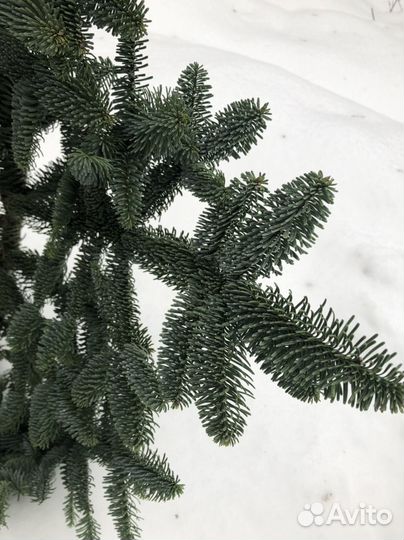 Еловые ветки Нобелис