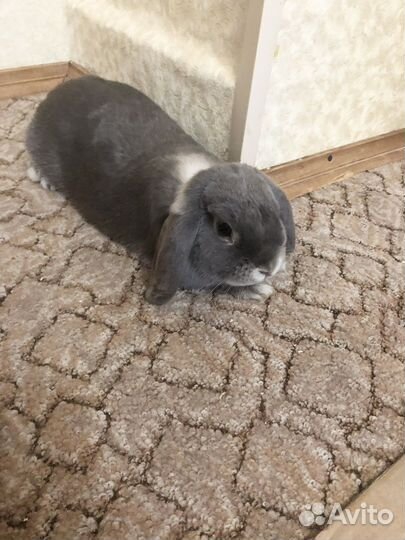 Кролик декоративный вислоухий